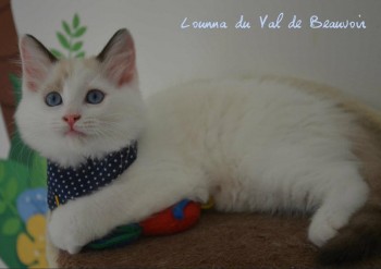 femelle seal bicolour - Chatterie Ragdolls du Val de Beauvoir